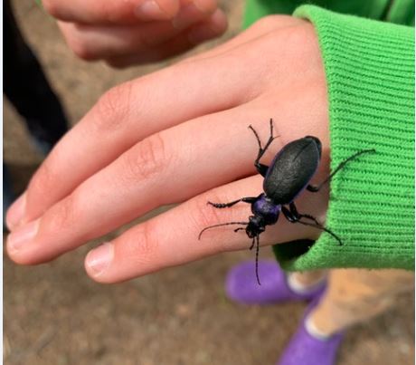 Image of a Beatle climbing on a human hand